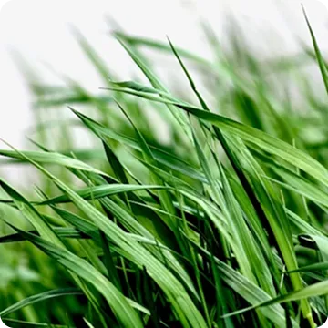 grass field illustration